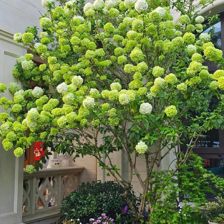 中华木绣球大花斗球耐寒耐热好养庭院别墅高档观赏花卉