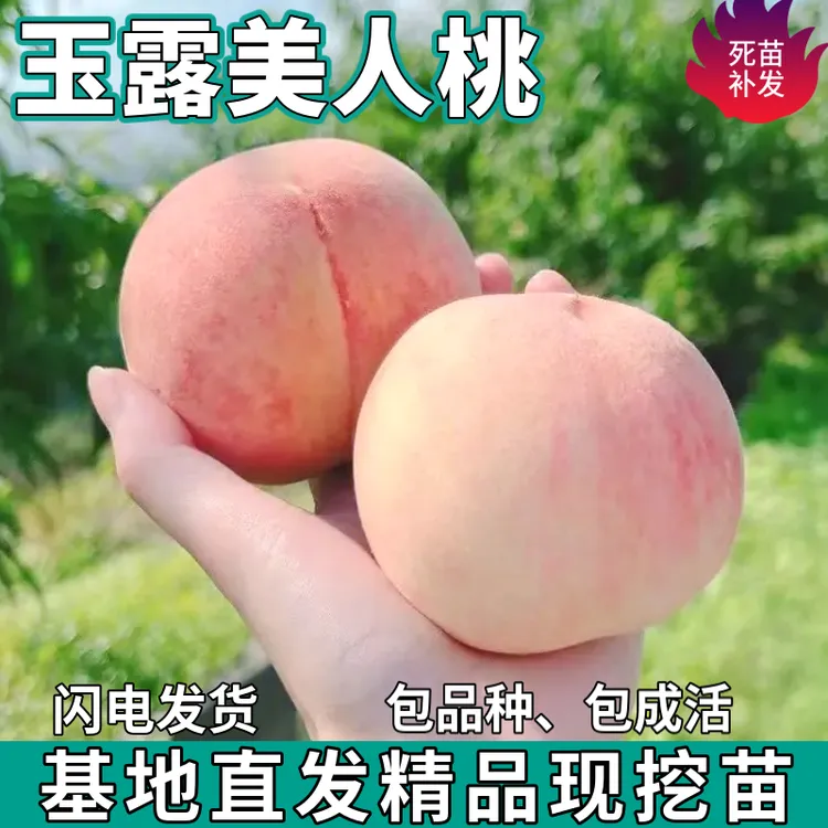 玉露美人桃树苗南北方地栽庭院盆栽种植特大果嫁接桃子苗当年结果