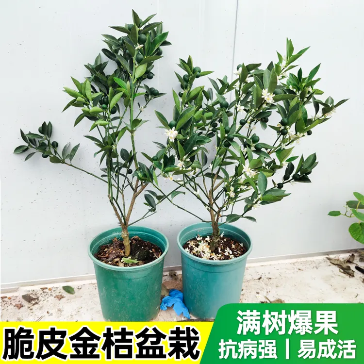 脆皮金桔树树苗盆栽大果嫁接滑皮蜜糖金桔树苗四季可种植橘子树苗