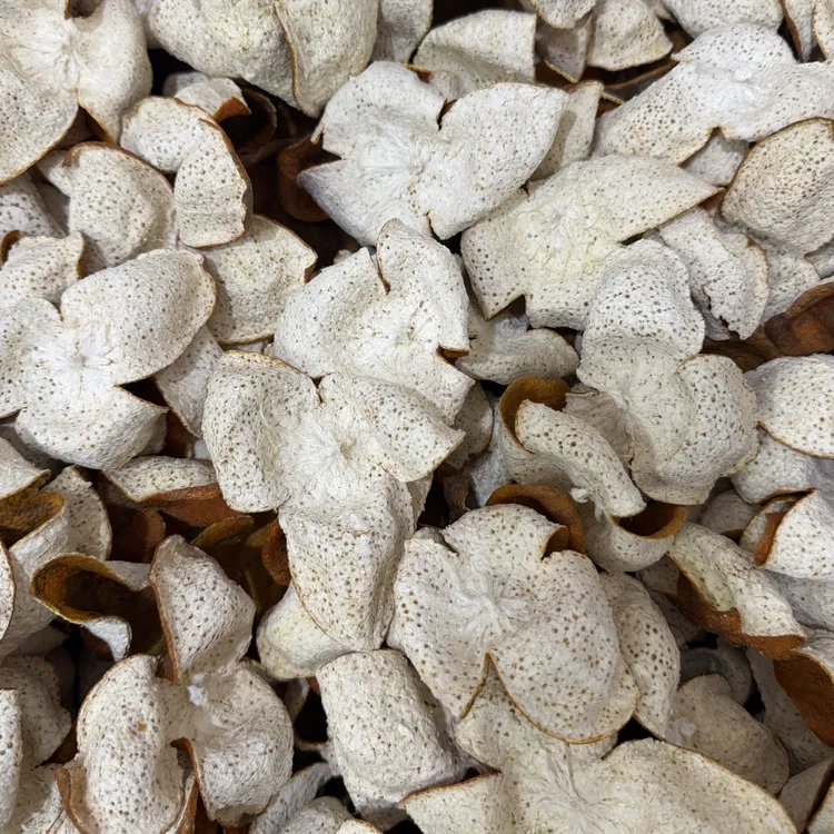 42年茶枝柑陈皮老树2025年大红皮（圈枝）