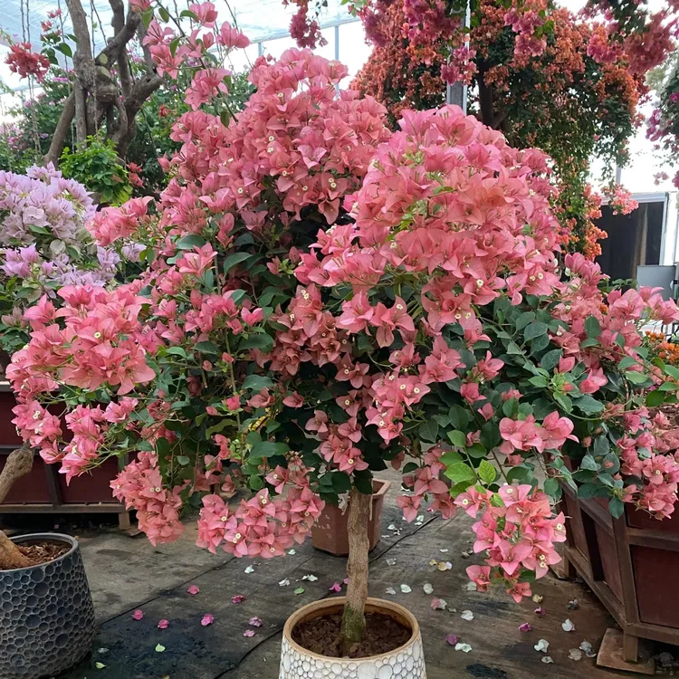 漳州三角梅卡亚塔三角梅原盆轻土栽培三角梅盆栽爬藤阳台植物