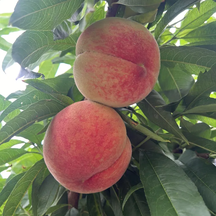 【坏果包赔】山西红不软脆蜜桃硬吃脆爽软吃香甜多汁现摘头茬水蜜桃