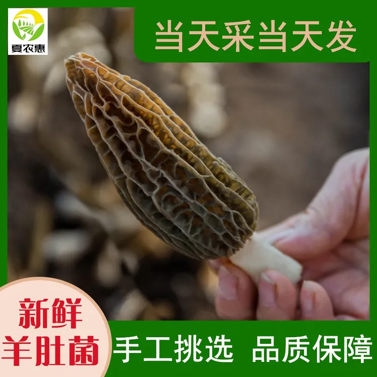 【夏农惠】精选新鲜羊肚菌500g营养食用菌头茬火锅煲汤食材250g