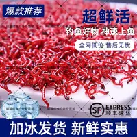 鲜活红虫特大号公虫活体活饵喂鱼饵拉饵鲫鱼野钓饵料钓鱼营养鱼饵