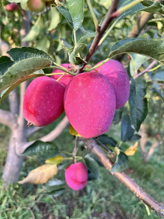 正宗东北鸡心果  香妃海棠  现采现摘酸甜多汁