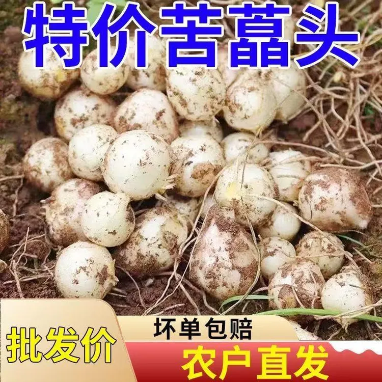 贵州野菜苦藠小根蒜团葱野葱头薤白小蒜头炖雞10斤包邮