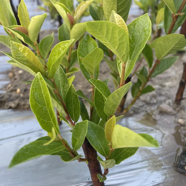 白花牛奶根树苗煲汤猪脚饭香料白花牛奶根苗会昌牛奶子根