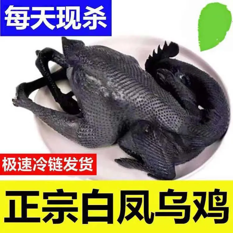 东北自家散养现杀2年以上白毛乌鸡 肉质紧实干净带内脏送人参大枣