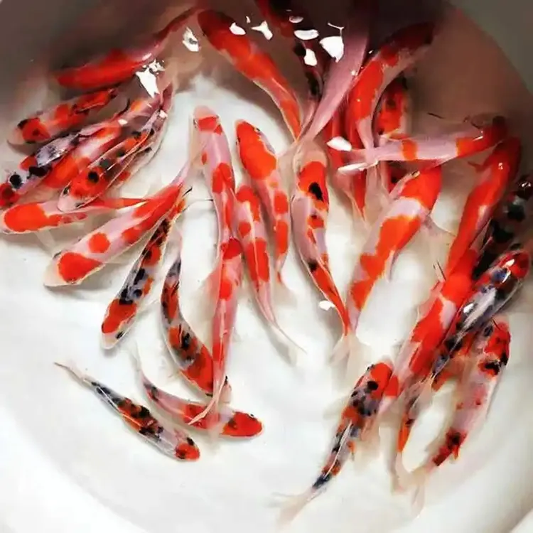 纯种精品锦鲤活体冷水淡水观赏鱼好养耐活