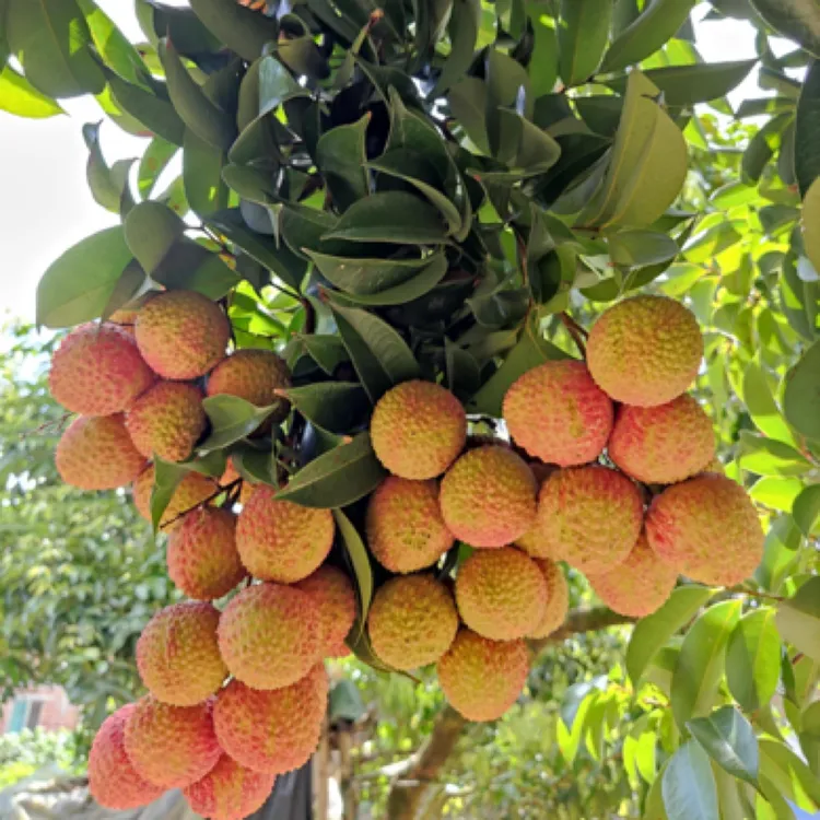最晚熟品种（马贵荔）也称八月荔，精品筛选新培育嫁接苗！