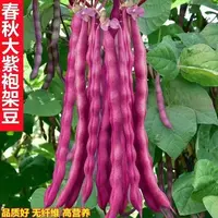 大紫袍架豆种子无筋豆角种子精品早熟高产春秋季四季豆角蔬菜种子