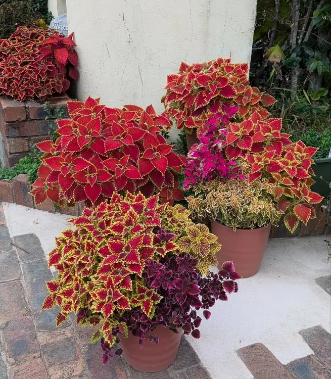 彩叶草室内地栽盆栽阳台庭院五彩苏喜阳耐晒植物绿化绿植石楠花