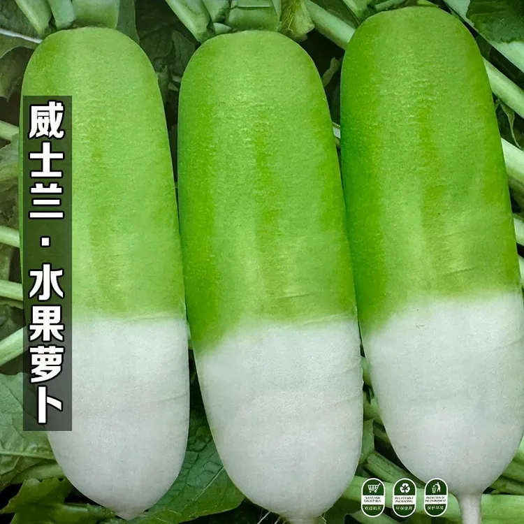 杂交青头水果萝卜种子耐热耐寒不空心四季青头白萝卜种籽蔬菜种孑