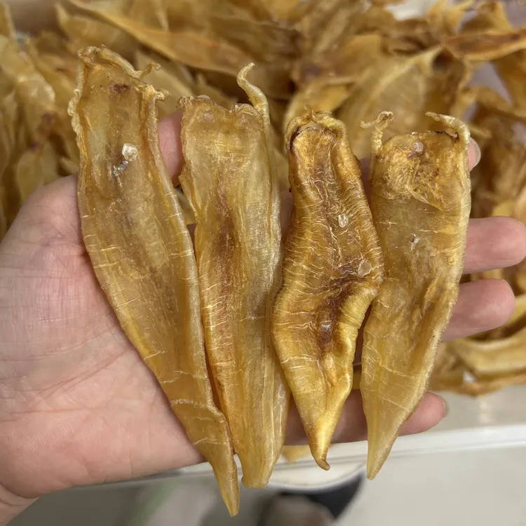 北海胶 巴母 金龙 家深海厚肉纯野 软糯口感