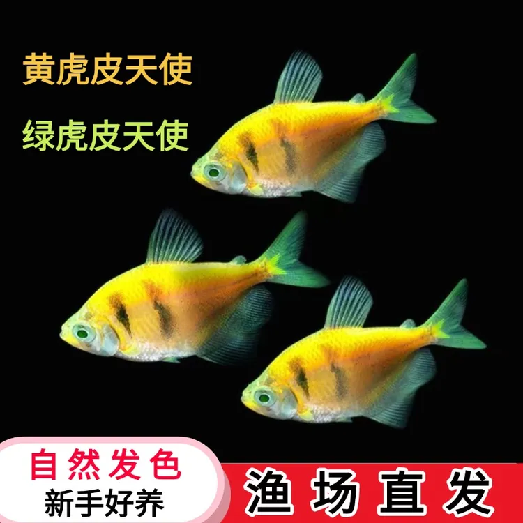 糖果天使鱼 小型热带观赏鱼虎皮天使 好养易活