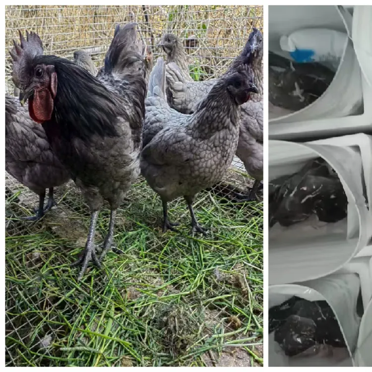 散养瓦灰鸡整鸡 肉质鲜嫩冷链发货