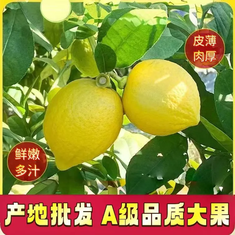 【商用】柠檬广东香水无籽鲜果柠檬黄新鲜奶茶薄皮当季专用