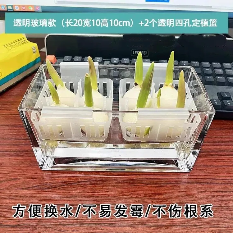 10颗进口郁金香种球水培花卉植物室内花种子盆栽花苗土培水养耐寒