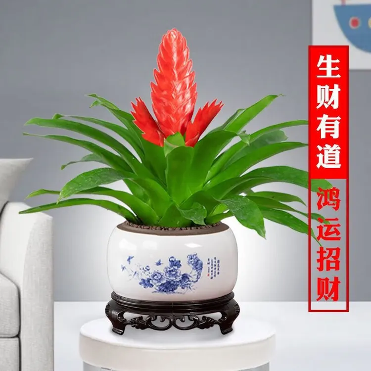 鸿运当头招财手玉扇盆栽植物室内好养四季开花可净化空气