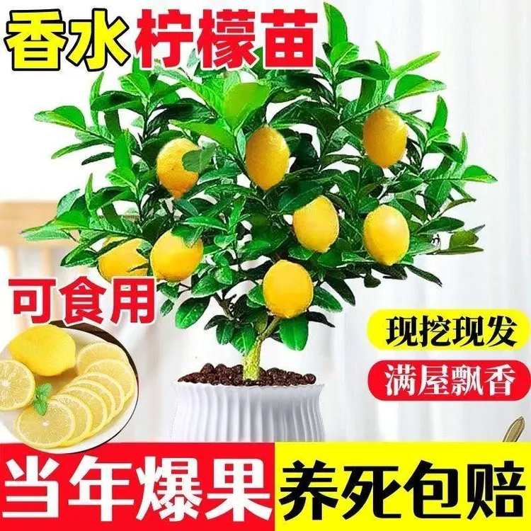 大柠檬树香水柠檬树苗带土带叶阳台庭院室内南北方种植果树易成活