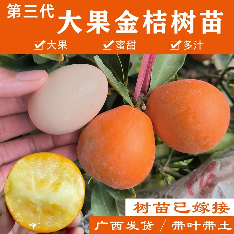 广西第三代大果金桔树苗大果蜜甜柑橘水果树苗庭院阳台四季种植