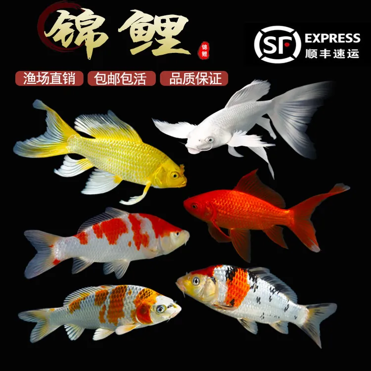 顺丰纯种大锦鲤活鱼冷水淡水好养耐活红白黄金龙凤长尾小型观赏鱼