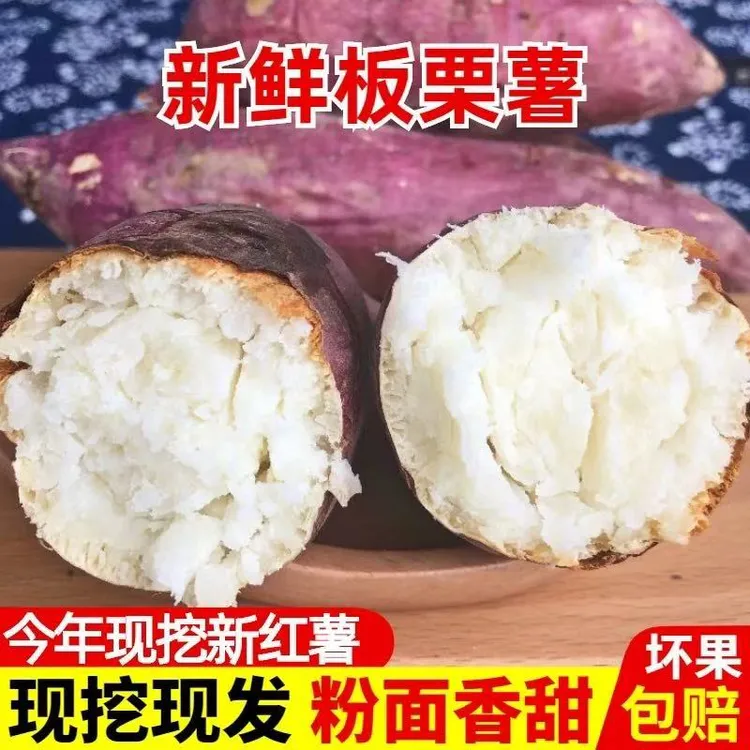 新鲜现挖白心板栗红薯粉糯香甜爆皮王番薯当季美味老品种地瓜包邮