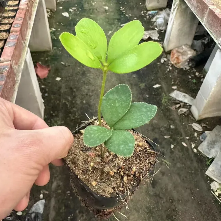 墨西哥铁幸运草四叶草铁树室内绿植小盆栽四季常青适合办公室摆放