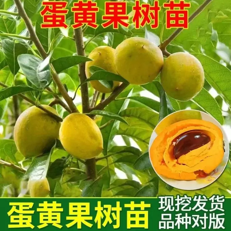 南方果树苗鸡蛋果树苗南北方种植果树苗庭院阳台种植果苗当年结果