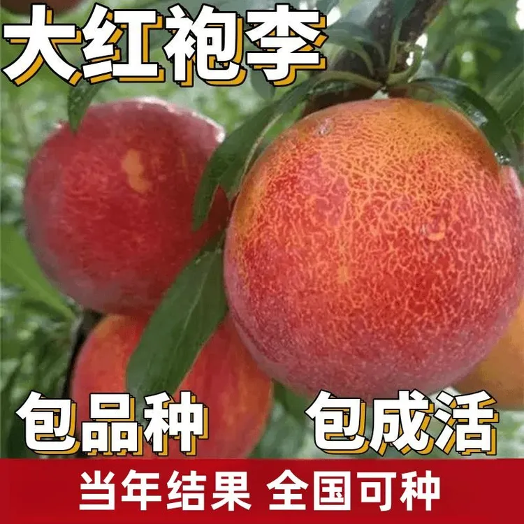 大红袍李子树苗脱骨南北方庭院地栽特大果树盆栽嫁接晚熟当年结果