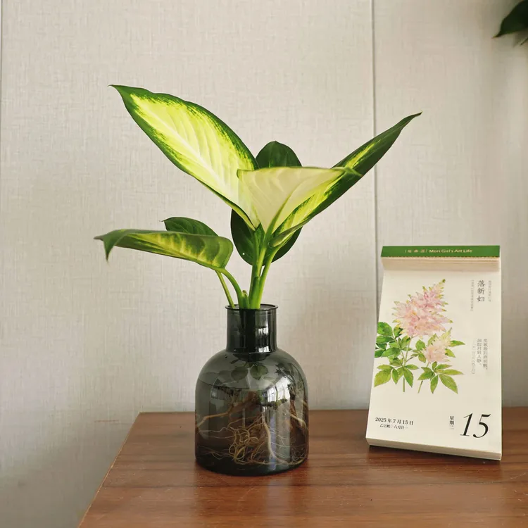 水培植物桌面办公室小盆栽玛丽安合果芋万年青绿植室内好养富贵竹