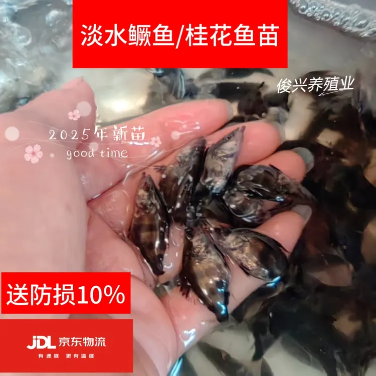 鳜鱼苗淡水养殖活体食用观赏鱼大眼翘嘴班鳜季花鱼大规格7-10厘米