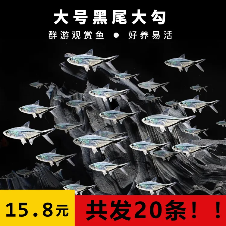 黑尾大勾群游观赏鱼小型活体热带淡水鱼草缸混养耐活好养
