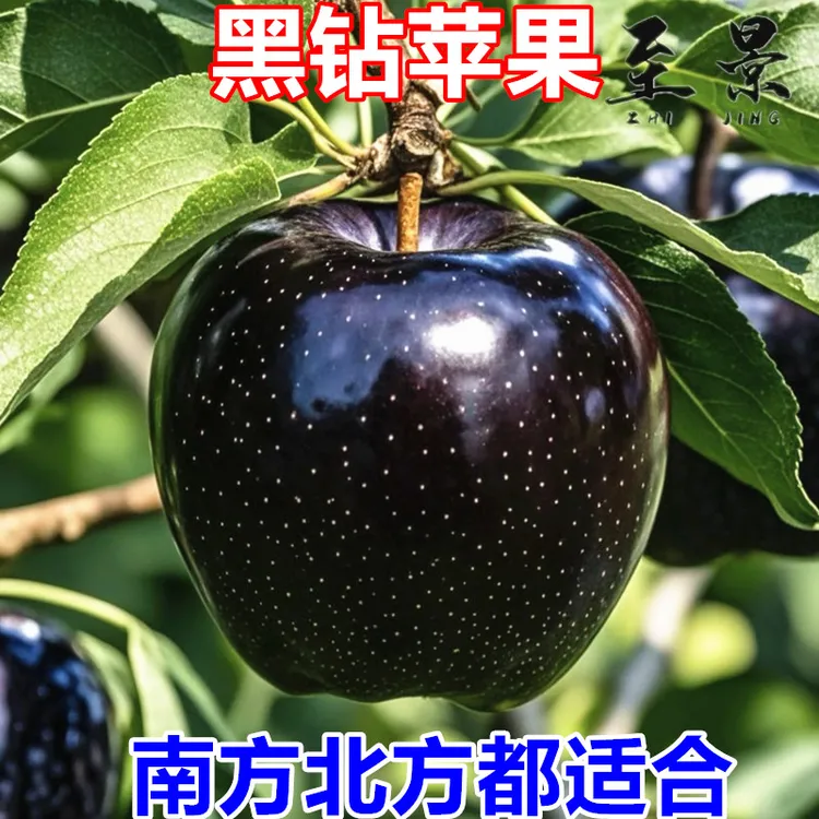 3#黑钻苹果树苗特大冰糖心红富士庭院阳台盆栽果树苗当年结果耐寒