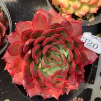 320杂交精品基地10厘米