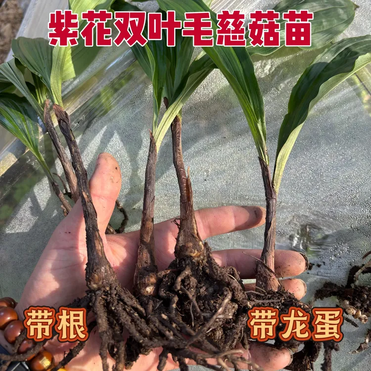 紫花双叶毛慈菇苗露天苗带跟带龙蛋现挖好成活基地直发