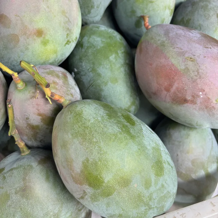 四川攀枝花凯特芒果（生果放软食用）【京东包邮】