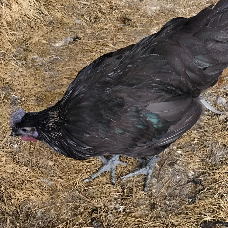 宠物鸡五黑绿壳蛋鸡三只顺丰包邮只发省内