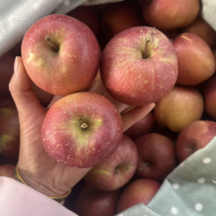 云南昭通苹果小果宝宝果试吃装