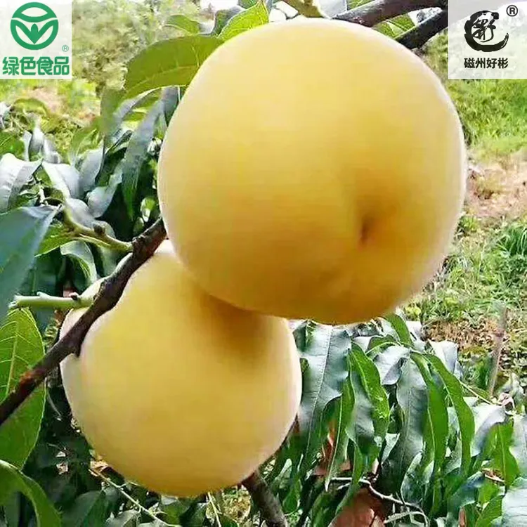 【绿色食品】正宗锦绣大黄桃农场自产自销皮薄多汁爆甜顺丰包邮