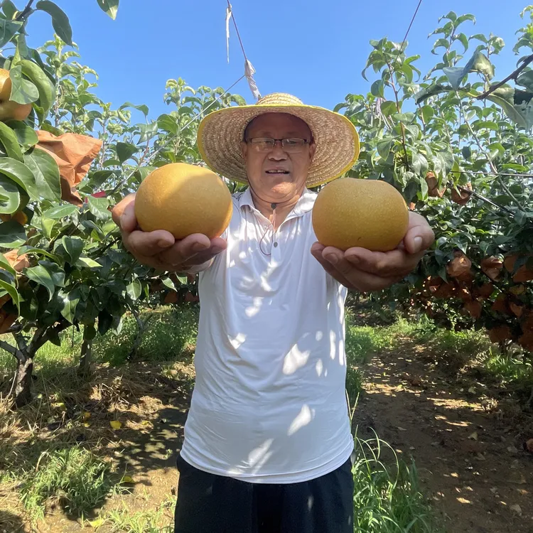 正宗莱阳秋月梨爆甜脆口顺丰包邮
