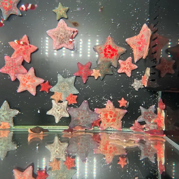 海燕海星批发精选精品海水观赏海星观赏鱼