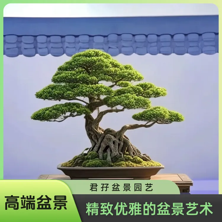 罗汉松迎客松盆景四季常青耐寒可盆栽植物茶台室内花卉绿植招财