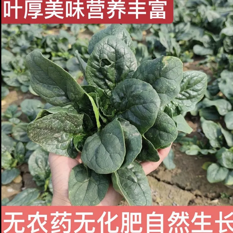 河南霜打红根趴地小菠菜叶片肥厚新鲜现挖现发包邮到家