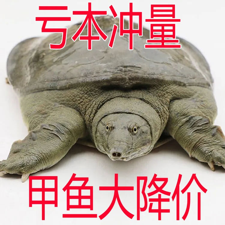 发2只共4斤 新鲜活甲鱼水鱼团鱼王八中华鳖生态放养食用 包活到家