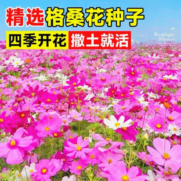 新款【波斯菊种子】混色七彩四季开花易活庭院格桑花种籽