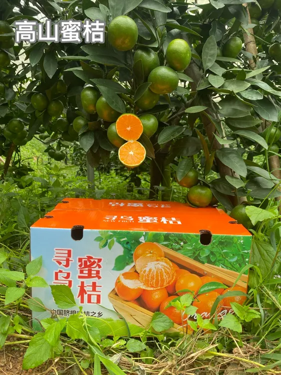 新鲜采摘桔子江西赣南寻乌蜜桔青皮蜜橘孕妇水果酸甜桔子皮薄无籽