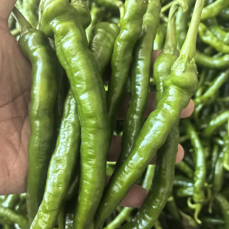 湖南新鲜采摘薄皮辣椒香辣籽少现摘现发