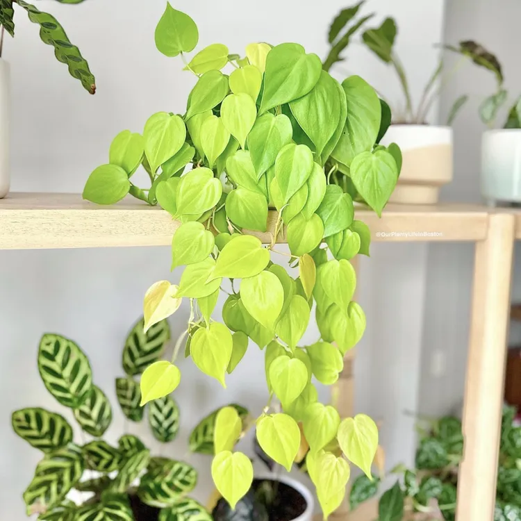 柠檬汁蔓绿绒耐热好养黄色系叶片室内观赏绿植绿植盆栽客厅盆栽