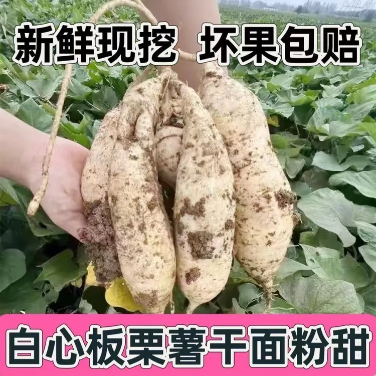 新鲜现挖正宗白心牛奶薯板栗味香甜可口红薯烟薯软糯农家菜沙地